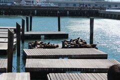 San Francisco, Seelöwen auf den Piers